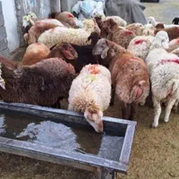 جنوب‌شرق‌غرب‌قوچ وشیشک بره جوان بشرط پخت