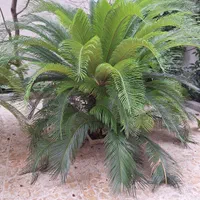 درخت سیکاس|گل و گیاه طبیعی|رشت, خمیران زاهدان|دیوار