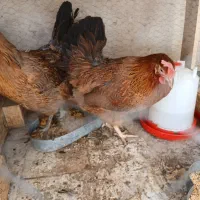 مرغ تخم گذار وخروس