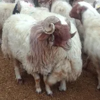 گوسفند زنده شبانه روزی سراسر تهران