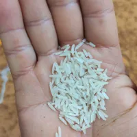 فروش برنج فجر به شرط|خوردنی و آشامیدنی|جم, |دیوار