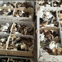 پخش کارتنی جوجه جهادی رسمی محلی