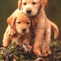 قبول سگ واگذاری پاکوتاه