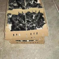 ++جوجه رنگی جوجه محلی کاکلی|حیوانات مزرعه|میانه, |دیوار