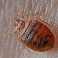 خدمات سمپاشی ساس سوسک موریانه عقرب مار تمام نقاط