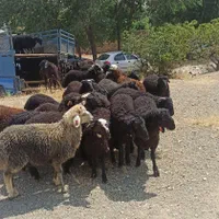 نژاد مغان وکردستان گوسفند زنده غرب تهران زنده قپان|حیوانات مزرعه|تهران, جی|دیوار