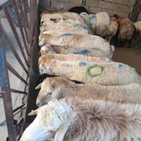فروش گوسفند زنده شبانه روزی باقصاب تحویل درمحل|حیوانات مزرعه|تهران, مرزداران|دیوار
