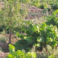 فروش زمین ۴۷۰ متری روستای کوشکک مزید آباد|فروش زمین و ملک کلنگی|قم, آزادگان|دیوار