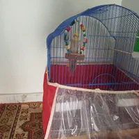 عروس هلندی نر