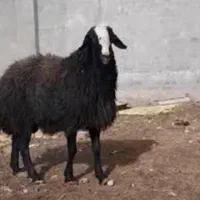 (سلاخ قصاب سیار )گوساله و گوسفند درکل تهران