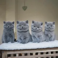 گربه‌ خاص برای آدمای خاص/ ایران کتز|گربه|بندرعباس, |دیوار