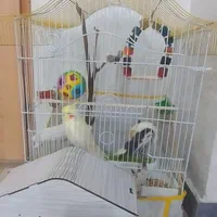 فروش عروس هلندی