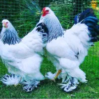 جوجه/مرغ بوقلمون گوشتی بیوتی تخمگذار چکی|حیوانات مزرعه|قم, میرزائیه|دیوار