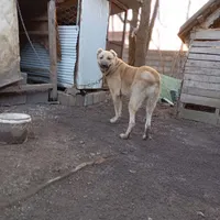 افغان