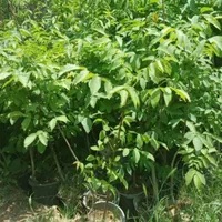 فروش مستقیم از نهالستان نهال شناسنامه‌دار و بامجوز|خدمات باغبانی و درختکاری|شهریار, |دیوار