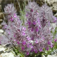 چای کوهی تازه|گل و گیاه طبیعی|محلات, |دیوار