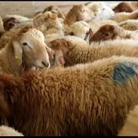 فروش گوسفند زنده باباسکول دیجیتال زیرنظر شهرداری|حیوانات مزرعه|تهران, خانی‌آباد|دیوار