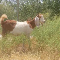 بزغاله