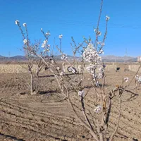 فروش زمین  عالی برای کافه باغ و رستوران جنب تیلاژ|فروش زمین و ملک کلنگی|سبزوار, توحیدشهر|دیوار