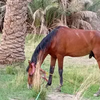 اسب تمیز خانگی