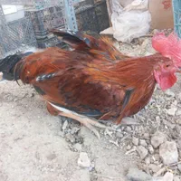 خروس جوان|حیوانات مزرعه|اصفهان, گورت|دیوار