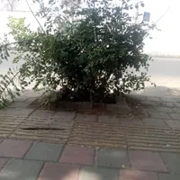 گمشده سگ پامرین پرتغالی
