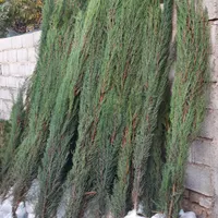 نهال میوه درخت گل چنار سرو کاج بادام لاوسون زیتون|خدمات باغبانی و درختکاری|شیراز, رکن‌آباد|دیوار