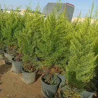 لاوسن|گل و گیاه طبیعی|کرج, ملک‌آباد|دیوار