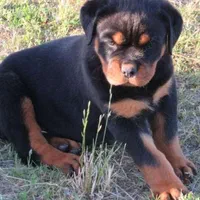 روت پوزه دلقکی با درجه کیفیت بالا،سگ Rottweiler|سگ|تهران, ایوانک|دیوار