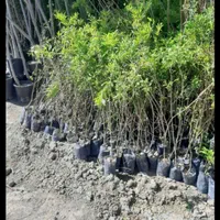 نهال ازگیل عناب میوه و پسته|خدمات باغبانی و درختکاری|تاکستان, |دیوار