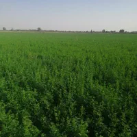 خوراک دام کاه گندم  و یونجه|حیوانات مزرعه|مبارکه, |دیوار