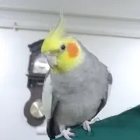 عروس هلندی گم شده