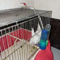 عروس هلندی گم شده