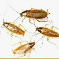 سمپاشی تضمینی موریانه و سوسک و.ساس