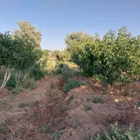 زمین باغی با درختان پسته بارده وسند|فروش زمین و ملک کلنگی|اصفهان, گورت|دیوار