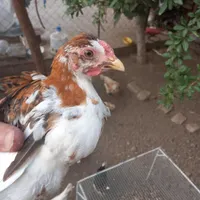 جوجه مرغ و خروس گلین|حیوانات مزرعه|بیرجند, |دیوار