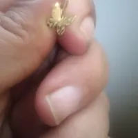 طلا گم کردیم