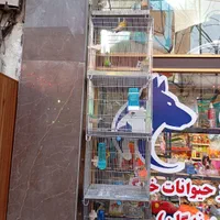 انواع سهره قناری دهن ایوب رحمتی پاک بدون غلط|پرنده|تهران, جیحون|دیوار