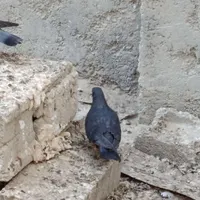 فروش انواع کبوتر
