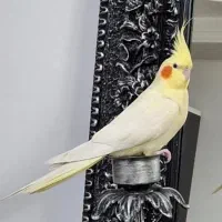 عروس هلندی گم شده