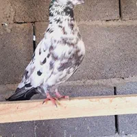 کبوتر|پرنده|اصفهان, ارداجی|دیوار