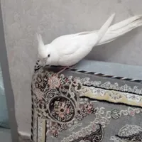 عروس هلندی گمشده سفید البینو