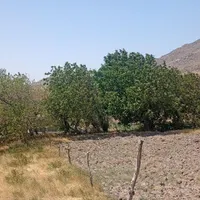۳۲۰۰۰ متر باغ در روستای الوند|فروش دفتر صنعتی، کشاورزی، تجاری|خرمدره, |دیوار