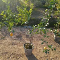 انواع نهال گرمسیری  مثمر و غیر مثمر|خدمات باغبانی و درختکاری|دزفول, |دیوار