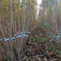 نهالستان شندآباد با تاییدیه جهاد کشاورزی