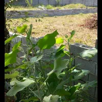 زمین ۸۱۸متر مسکونی خوشقواره.از املاک ابوالفضل