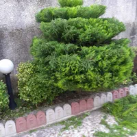 خدمات باغبانی وباغداری،گلکاری، تراش،سمپاشی|خدمات باغبانی و درختکاری|رامسر, |دیوار
