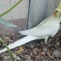 عروس هلندی