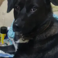 سگ گم شده