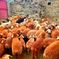 نرینه قلم آبی بشرط نصفه گوشت درجه تخفیف ۵٪|حیوانات مزرعه|مشهد, توس (بلوار توس)|دیوار
